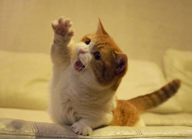 小猫举爪爪的可爱图片欣赏