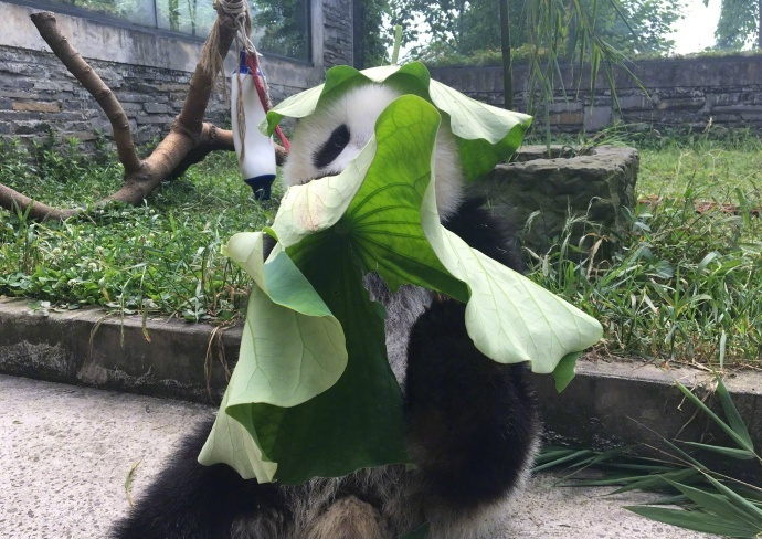 点击大图看下一张：熊猫玩荷叶的可爱图片欣赏