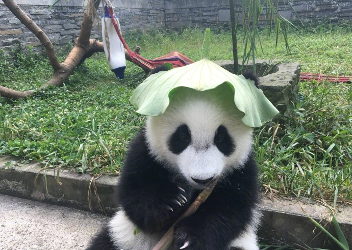 点击大图看下一张：熊猫玩荷叶的可爱图片欣赏