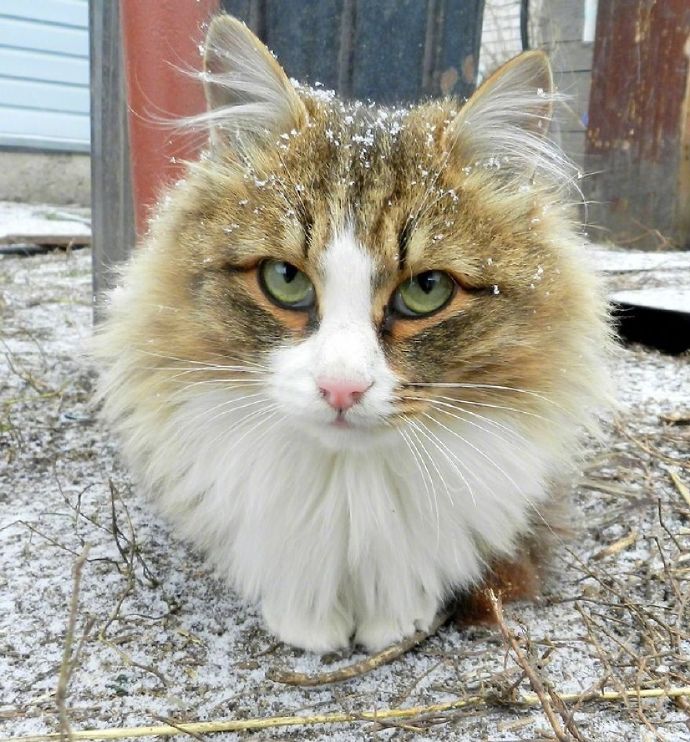 点击大图看下一张：一组雪地里的王者猫图片欣赏