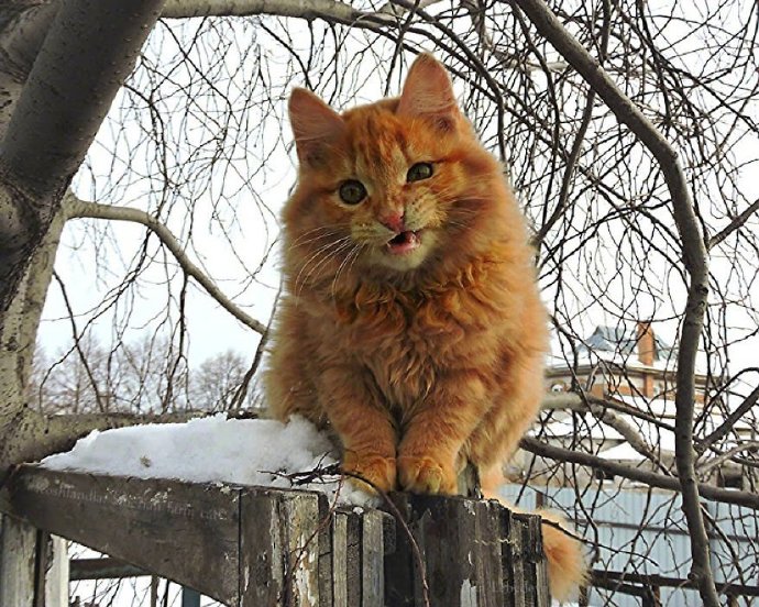 点击大图看下一张：一组雪地里的王者猫图片欣赏