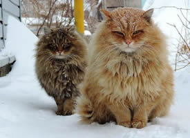 一组雪地里的王者猫图片欣赏
