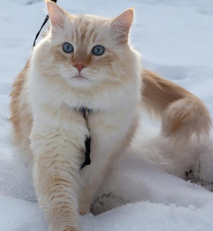 点击大图看下一张：一组雪地里可爱的小猫咪图片