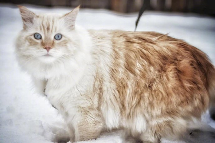点击大图看下一张：一组雪地里可爱的小猫咪图片