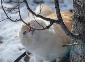 一组雪地里可爱的小猫咪图片