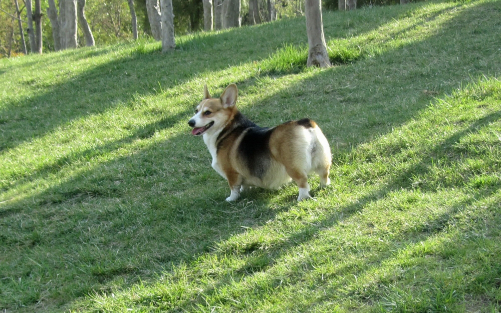 点击大图看下一张：一组可爱的威尔士柯基犬图片