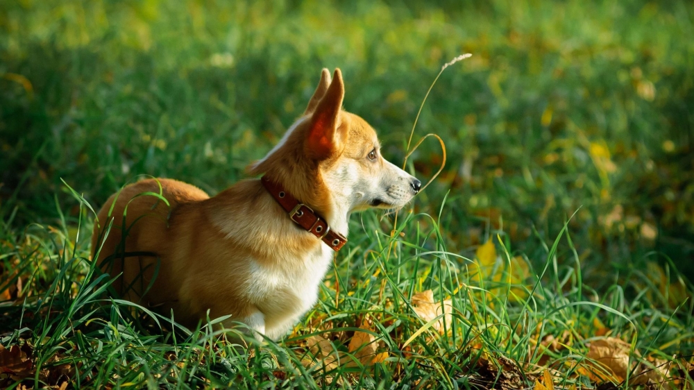 点击大图看下一张：一组可爱的威尔士柯基犬图片