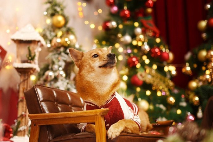 点击大图看下一张：圣诞节的狗狗唯美拍照图片
