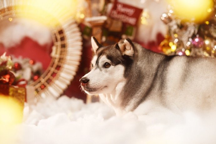 点击大图看下一张：圣诞节的狗狗唯美拍照图片