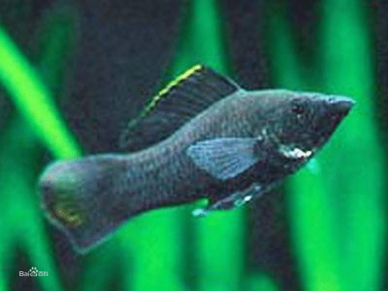 点击大图看下一张：黑乎乎的黑玛丽鱼图片