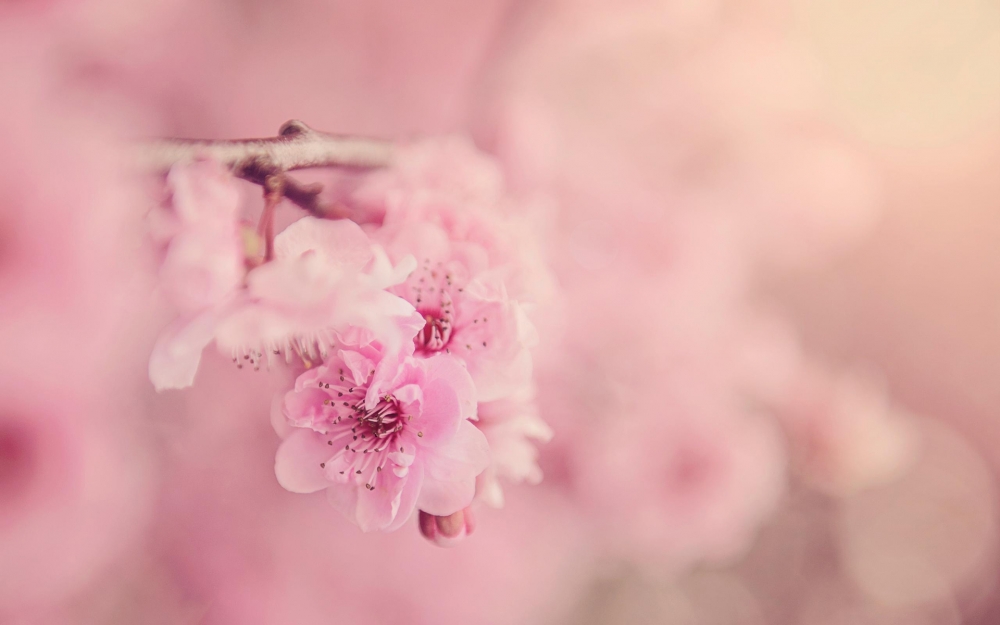 点击大图看下一张：唯美浪漫的樱花风景桌面壁纸