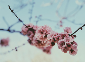 唯美浪漫的樱花风景桌面壁纸