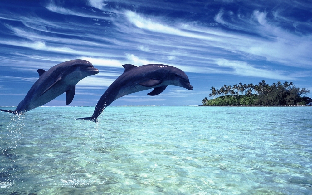 点击大图看下一张：一组乖巧可爱的海豚图片欣赏