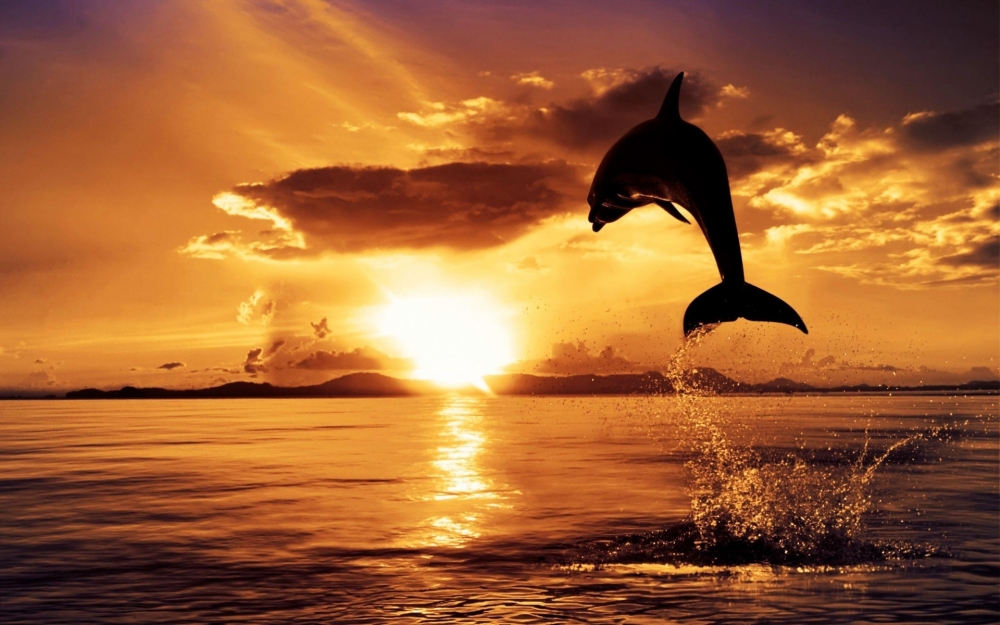 点击大图看下一张：一组乖巧可爱的海豚图片欣赏