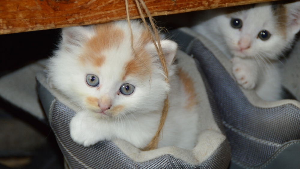 点击大图看下一张：可爱萌萌的小猫咪图片