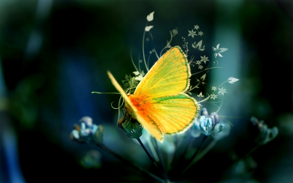 点击大图看下一张：一组美丽的蝴蝶图片大全