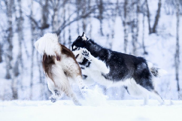 点击大图看下一张：两只在雪地里奔跑的阿拉斯加