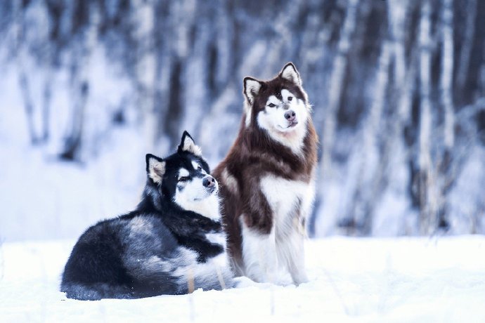 点击大图看下一张：两只在雪地里奔跑的阿拉斯加