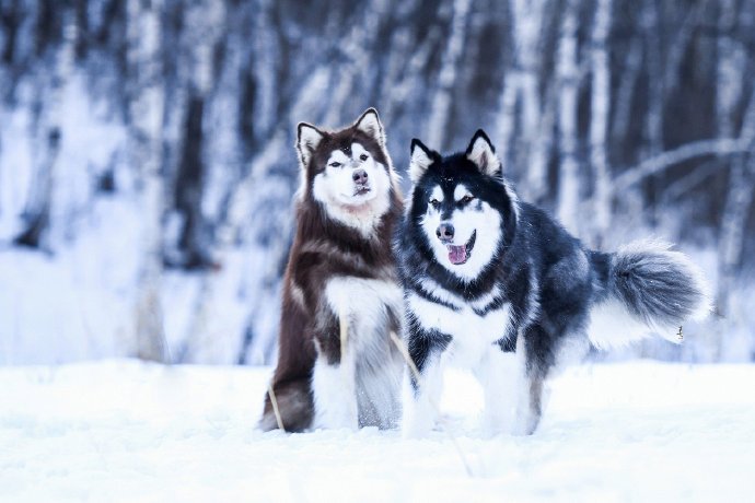 点击大图看下一张：两只在雪地里奔跑的阿拉斯加