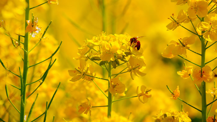 点击大图看下一张：在油菜花上采蜜的蜜蜂