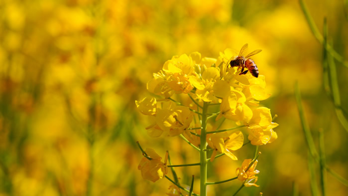 点击大图看下一张：在油菜花上采蜜的蜜蜂