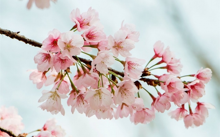 点击大图看下一张：粉红色的樱花盛开季节植物花卉高清图片