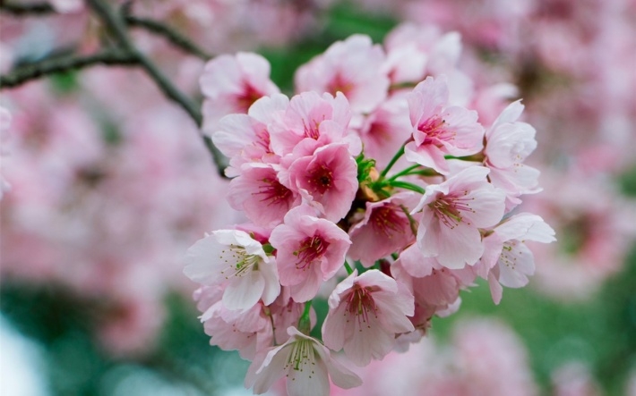 点击大图看下一张：粉红色的樱花盛开季节植物花卉高清图片