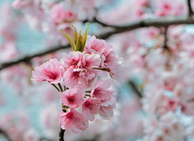 粉红色的樱花盛开季节植物花卉高清图片