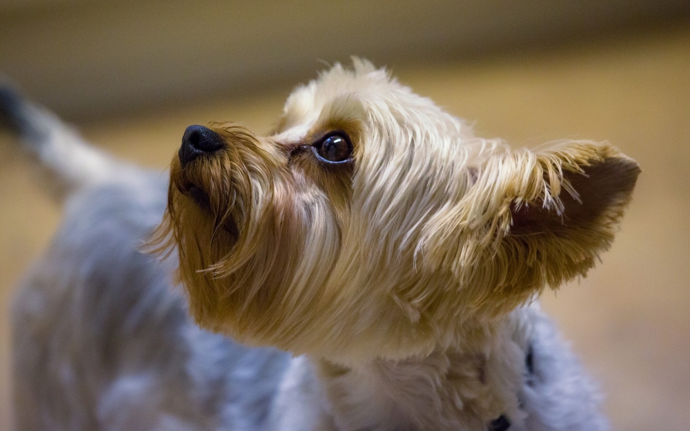 点击大图看下一张：一组可爱听话的约克夏犬图片