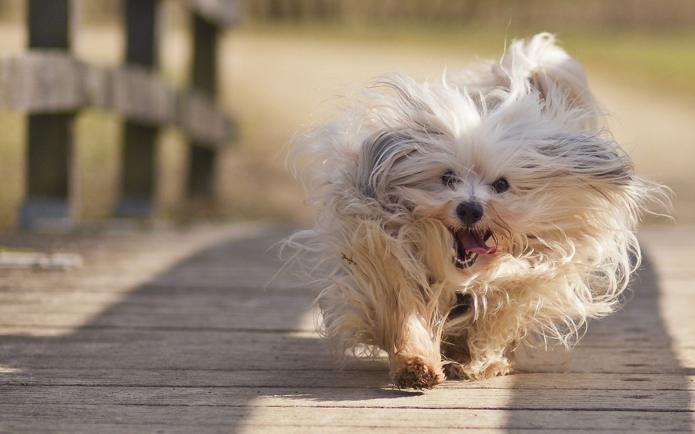 点击大图看下一张：一组活蹦乱跳的哈瓦那犬图片