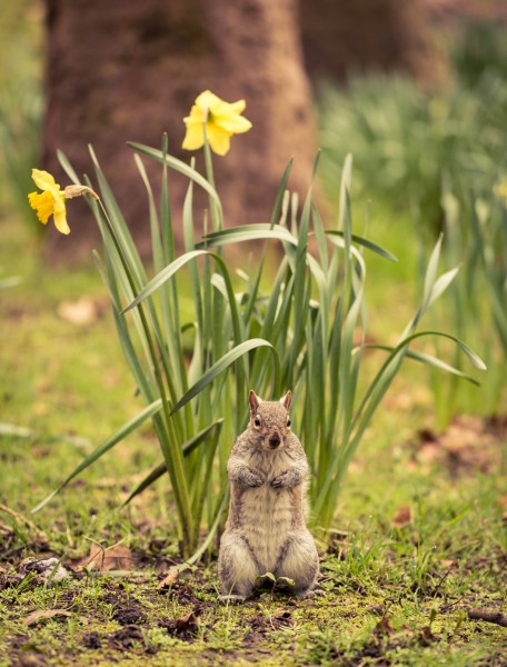 点击大图看下一张：大自然伶俐可爱的小松鼠图片