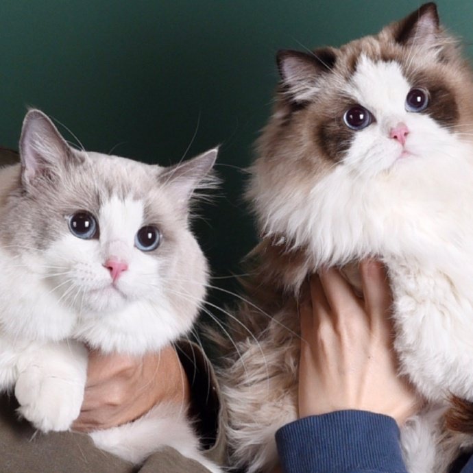 点击大图看下一张：两只超可爱乖巧的小猫咪图片
