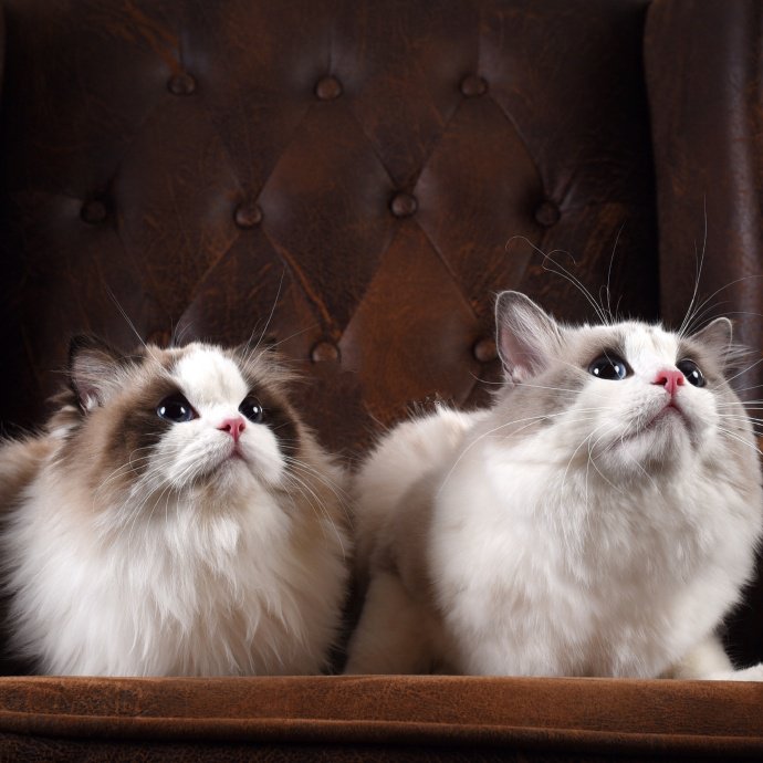 点击大图看下一张：两只超可爱乖巧的小猫咪图片