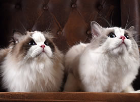 两只超可爱乖巧的小猫咪图片