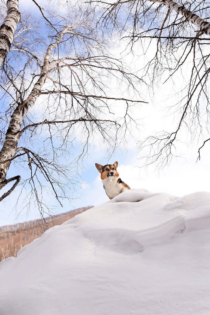 点击大图看下一张：一组雪地里可爱的柯基图片欣赏