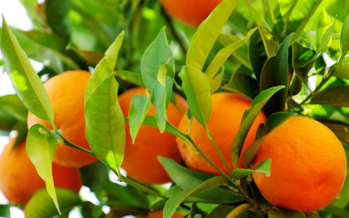 点击大图看下一张：树上诱人的橙子高清图片