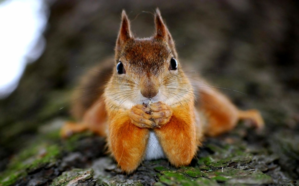 点击大图看下一张：一组玲珑可爱的小松鼠图片