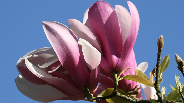 点击大图看下一张：一组粉色唯美的玉兰花图片欣赏