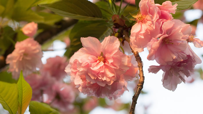 点击大图看下一张：粉色的日本晚樱图片欣赏