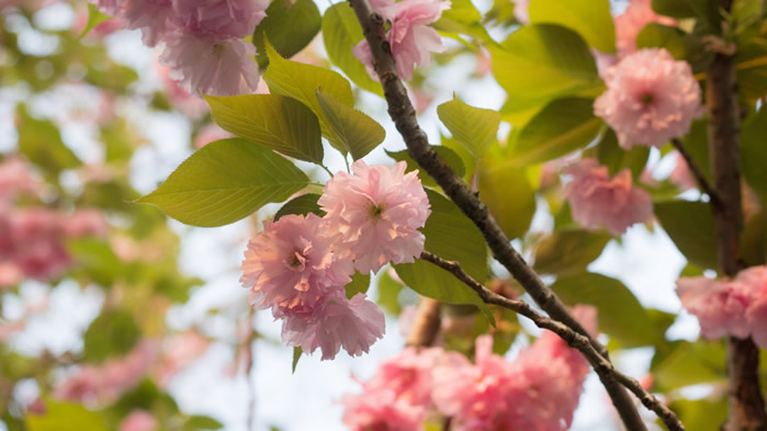 点击大图看下一张：粉色的日本晚樱图片欣赏