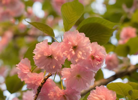粉色的日本晚樱图片欣赏