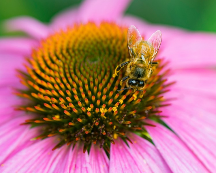 点击大图看下一张：正在采蜜的蜜蜂图片欣赏