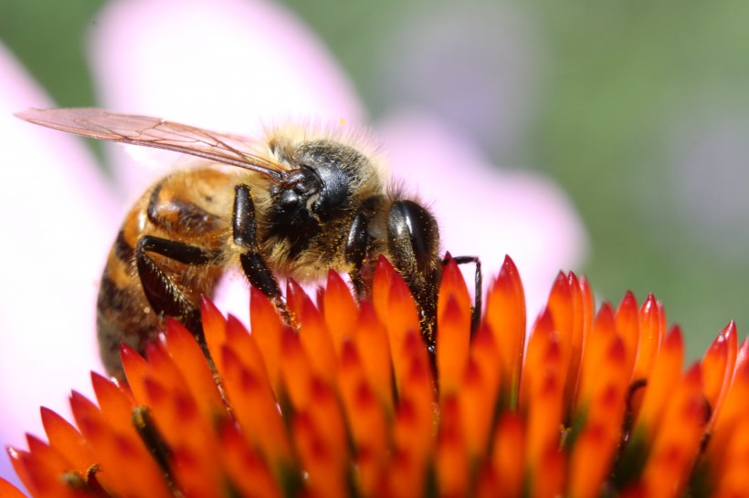 点击大图看下一张：正在采蜜的蜜蜂图片欣赏