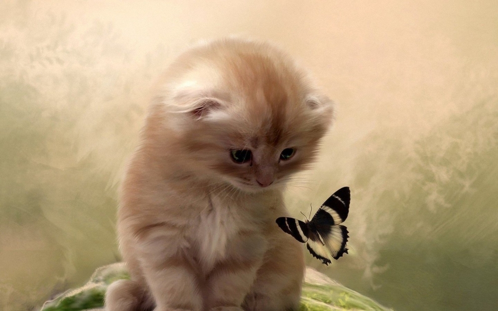 点击大图看下一张：活泼可爱的小奶猫图片