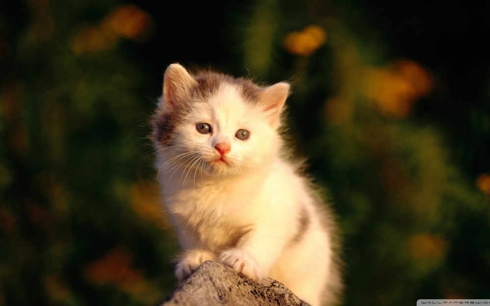 点击大图看下一张：活泼可爱的小奶猫图片
