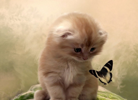 活泼可爱的小奶猫图片