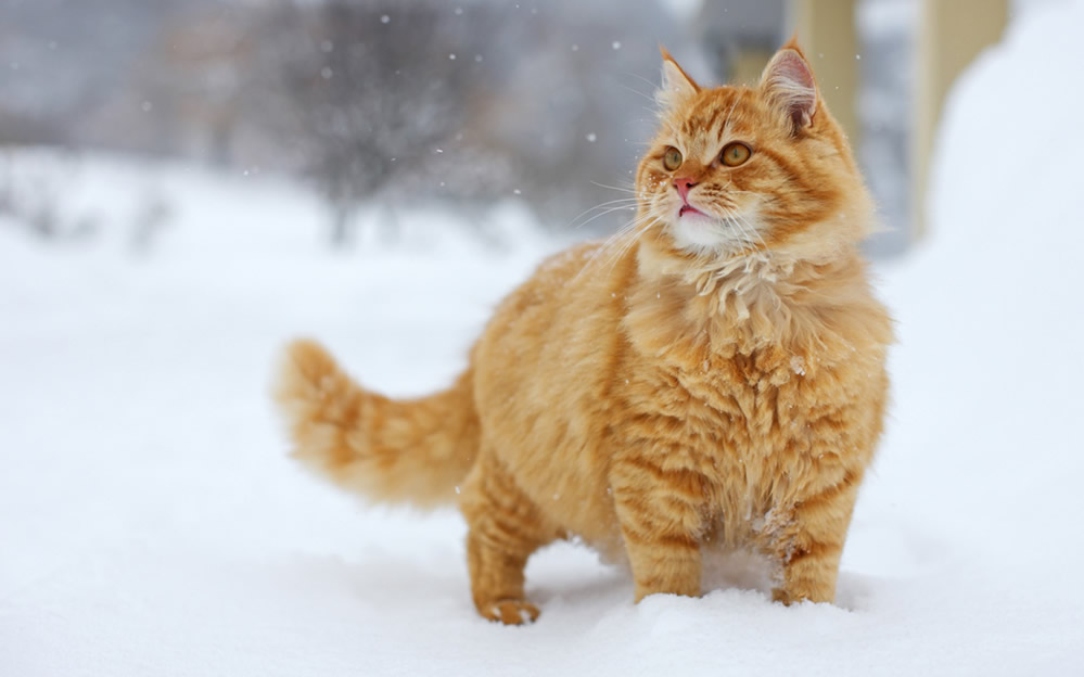 点击大图看下一张：雪地里玩耍的猫咪图片