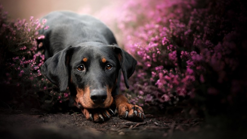 点击大图看下一张：花丛中嬉戏的可爱狗狗桌面壁纸