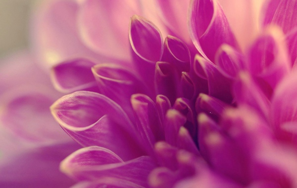 点击大图看下一张：治愈系唯美紫色花朵意境图片
