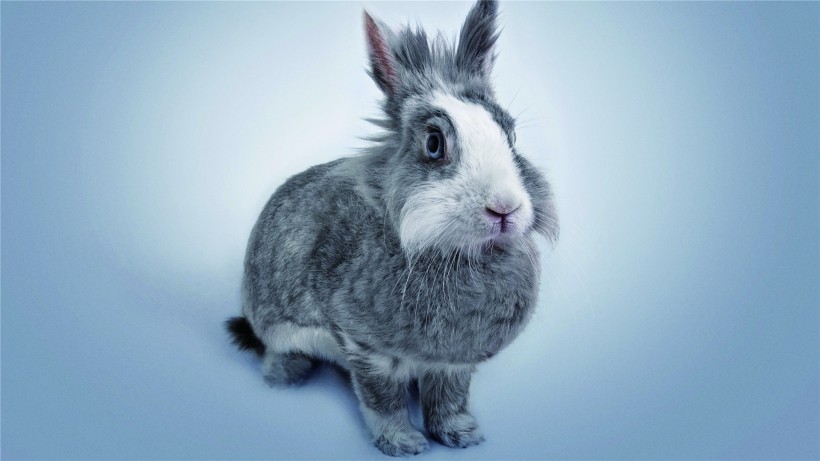 点击大图看下一张：可爱的小兔子桌面壁纸